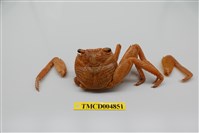 藏品(細紋方蟹)的圖片